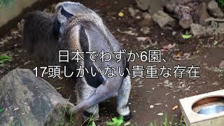 オオアリクイの赤ちゃん散歩、親子の絆/江戸川区自然動物園-Giant Anteater at Edogowa TOKYO