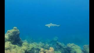 The blacktip reef shark (Carcharhinus melanopterus)