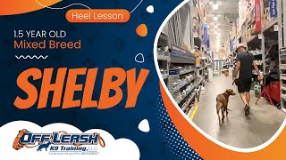 1.5yo Mix Breed ~ Shelby ~ Best Mixed Breed Trainers ~ OLK9 Training