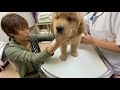 初めて病院・生後57日【ゴールデンレトリバー子犬】