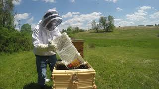 Installing Mangolia Colony into ApiMaye Hive 4/24/2023