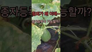 참외를 교잡하여 새로운 참외를 만들다. Create a new melon by crossbreeding melons. #참외 #melon #주말농장 #텃밭