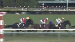 2014.10.26 Kikuka Sho (Japanese St. Leger) - Toho Jackal