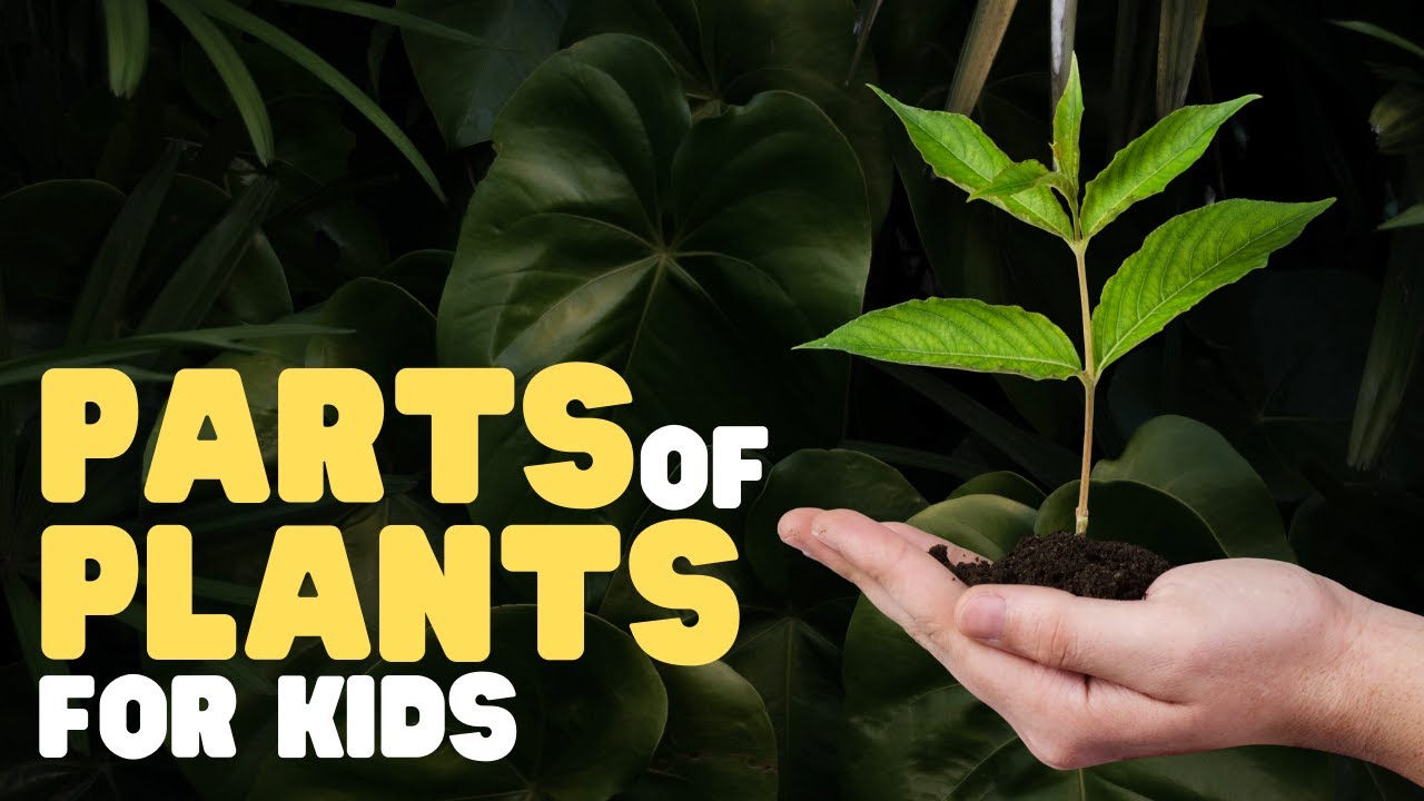 Types Of Plants Plants Around Us Trunk Shrubs Herbs Creepers Climbers ...