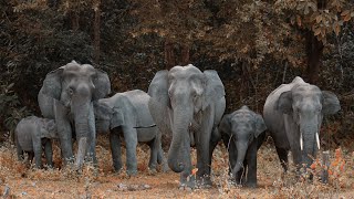 The Movement of Whole Elephant Herd Walk down the Road Together | Animal-World-3k