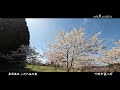 walk in oita 長湯温泉 しだれ桜の里 ４k 竹田市