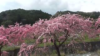 愛知県新城市海老川沿いのしだれ花桃の里に行って来ました。