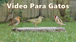 Videos Para Gatos - Hermoso pajaros para gatos