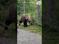 hikers encounter bear in alaska s katmai national park