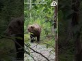 hikers encounter bear in alaska s katmai national park