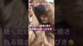 聴くだけで最高に癒される猫イビキ #shorts #healingsounds #cat #猫のいる暮らし #therapy