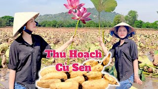 CÁCH THU HOẠCH CỦ SEN TƯƠI DƯỚI BÙN  - MÓN NGON ĐUÔI HEO HẦM CỦ SEN ĐÃI GIA ĐÌNH | SONG HỶ VLOG #173