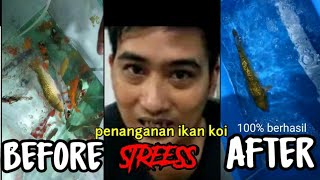 WAJIB TAU !!! PENANGANAN IKAN #KOI STRESS