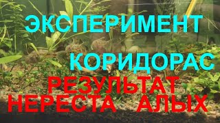 Эксперимент коридорас и итоги нереста алых..