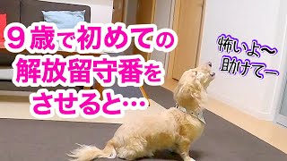 ダックスフンドに初めて解放お留守番をさせてみたら不思議な現象が起きていました🐶