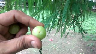 Plucking Amla/Awla from Tree | आंवला पेड़ से आमला / आंवला तोडना