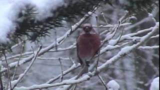 オオマシコ♂　Pallas's Rosefinch