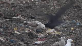 Presumed first-winter caspian Gull