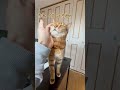 撫でられて満更でもない顔する猫 shorts