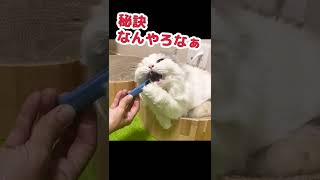 ひたすらボケ続けて自らツッこむ猫 #Shorts 【猫アテレコ】