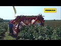 raspberry harvesters