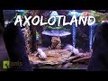 Axolotland - The Cutest Creatures You've Ever Seen