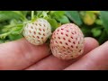 Growing And Harvesting Pineberries!