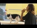 Purrfect! Cats and coffee at NYC’s cat cafe