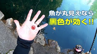 【管釣り】魚が丸見えなら○色のスプーンが効く!!【美濃フィッシングエリア】