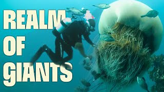 Nomura's Giant Swarm | FULL DOCUMENTARY | Monster Jellyfish | @UltimateNatureDocs