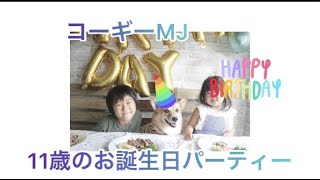 コーギーMJ、11歳のバースデーパーティー🎉