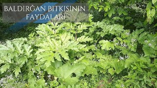 Dərdlərin dərmanı-Baldırğan bitkisinin faydaları