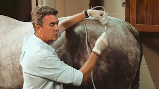 Equine Ultrasound-Guided Injections: SonoSite Veterinary Education