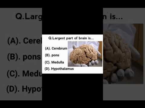 What is the largest region of the brain second largest?