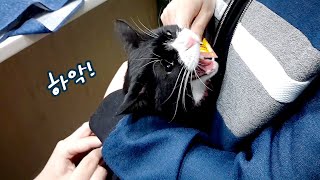 사나운 고양이 예방접종하는 날!│동물병원