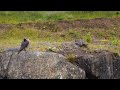 young peregrine