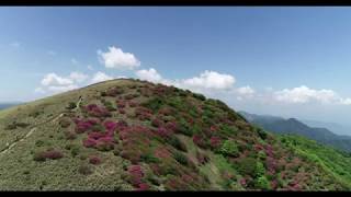 ドローン空撮：大川嶺ツルギミツバツツジ笠取山編