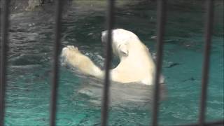 2013年2月19日　旭山動物園　ホッキョクグマ　サツキ３