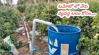 టమోట లో వేరు వ్యవస్థ బలం కోసం..... | ఆదర్శ రైతు