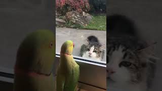 Bird playing peekaboo with a cat | Vogel spielt Peekaboo mit einer Katze #peekaboo #animals #shorts