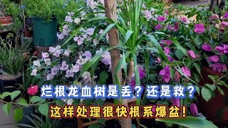 搶救大顆龍血樹，這樣處理根系爆盆