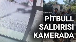 @NTV  İstanbul'da pitbull saldırısı kamerada: Sahipleri yakalandı