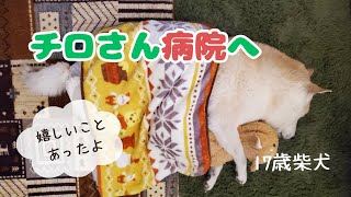 【17歳 柴犬】10ヵ月ぶりに動物病院行ってきました｜狂犬病ワクチンとフィラリア｜腎臓の検査