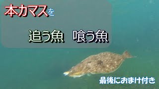 【水中ドローン】本カマスを追う魚・喰う魚　part1（最後にちょっとおまけ付き）