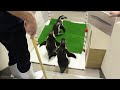 ペンギンのお散歩スタンバイ！【浅虫水族館公式】