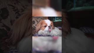 cute puppy #shorts #short #viral #video #dog #cute #viralviral #fun