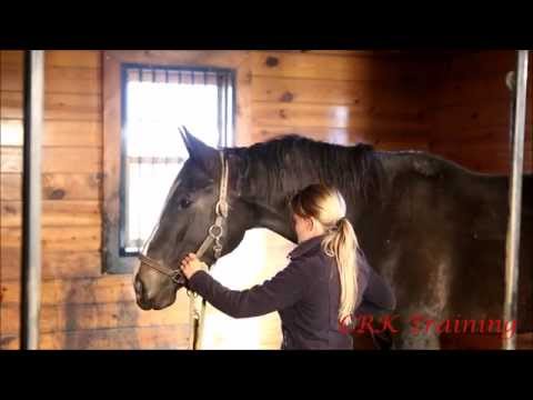 Teach Your Horse Head Down Teach Your Horse Head Down