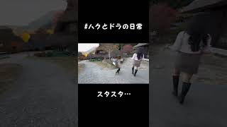 猫と紅葉をみにいった様子がこちら…#shorts