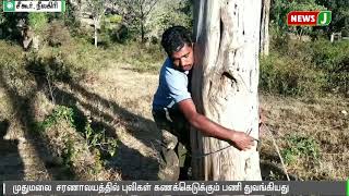 முதுமலை சரணாலயத்தில் புலிகள் கணக்கெடுக்கும் பணி துவங்கியது || mudumalai tiger reserve