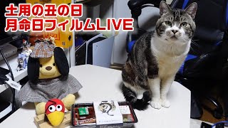 リキちゃん　月命日なのでフィルムLIVE 2022.7.23　【リキちゃんねる　猫動画】2021年7月の思い出